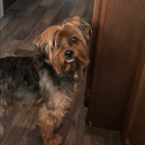 Meet your Posher, Keverne - Picture 1 of 1